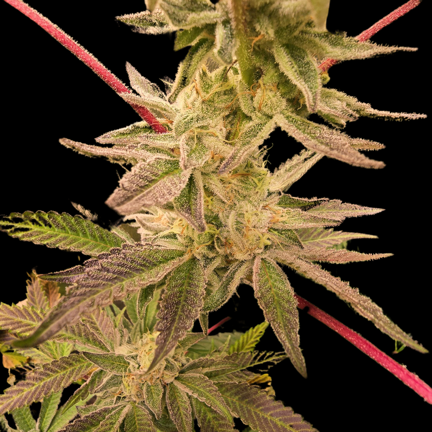 Red Lemonade Seeds - Feminisiert