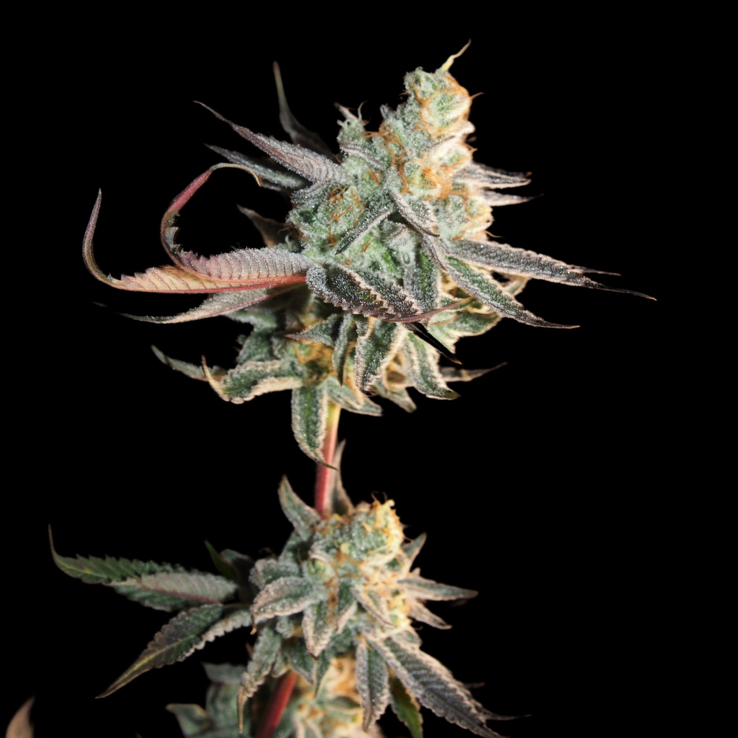 Jelly Lemonade Seeds