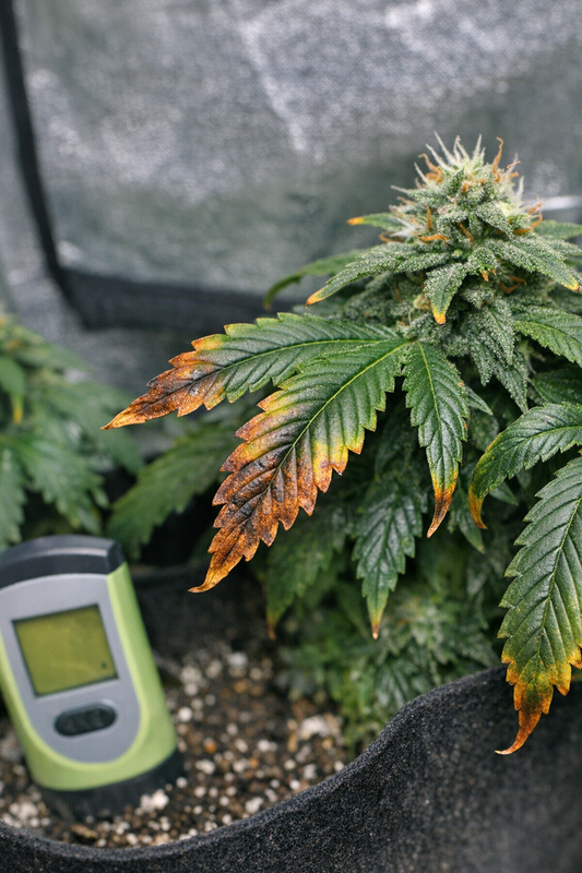 Cannabis Überdüngung erkennen – verbrannte Blattspitzen durch zu viel Dünger