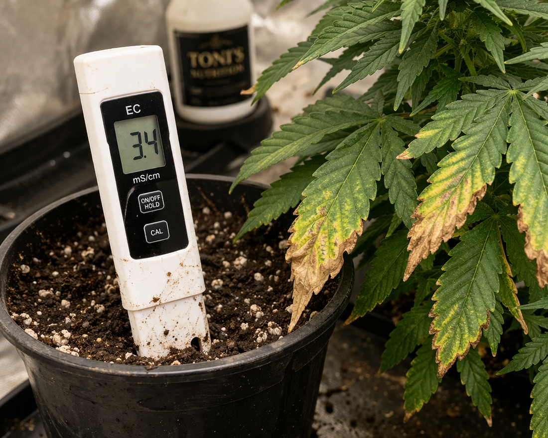 EC-Wert zu hoch bei Cannabis: Salzstress, Ueberduengung und Blattprobleme erkennen