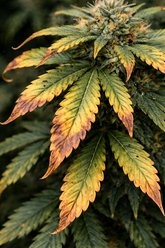 Cannabis Kaliummangel mit braunen Blattspitzen und verbrannten Blatträndern