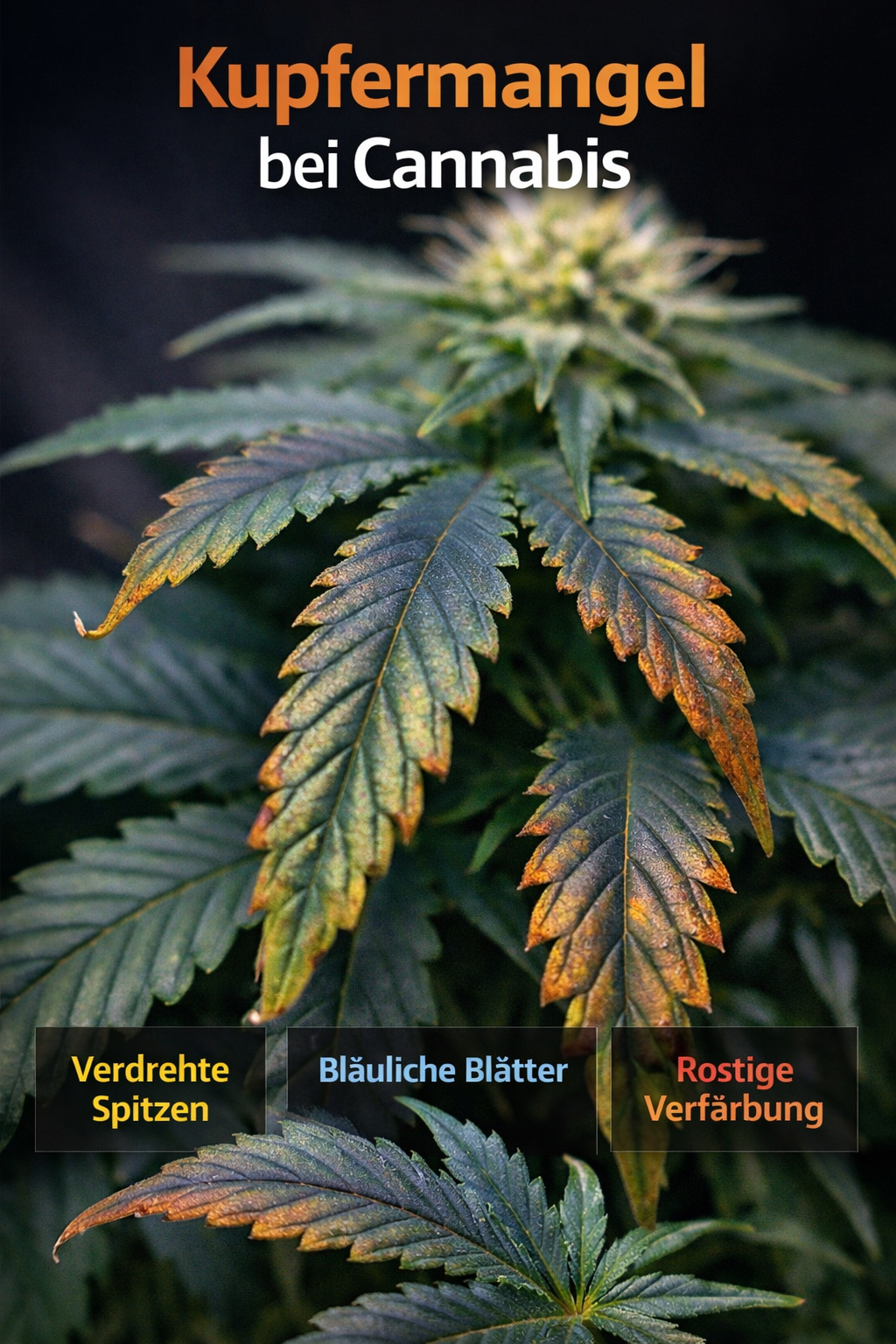 Kupfermangel bei Cannabis erkennen – verdrehte junge Blätter, dunkelgrüne bis bläuliche Verfärbung und abgestorbene Blattspitzen an Cannabispflanze