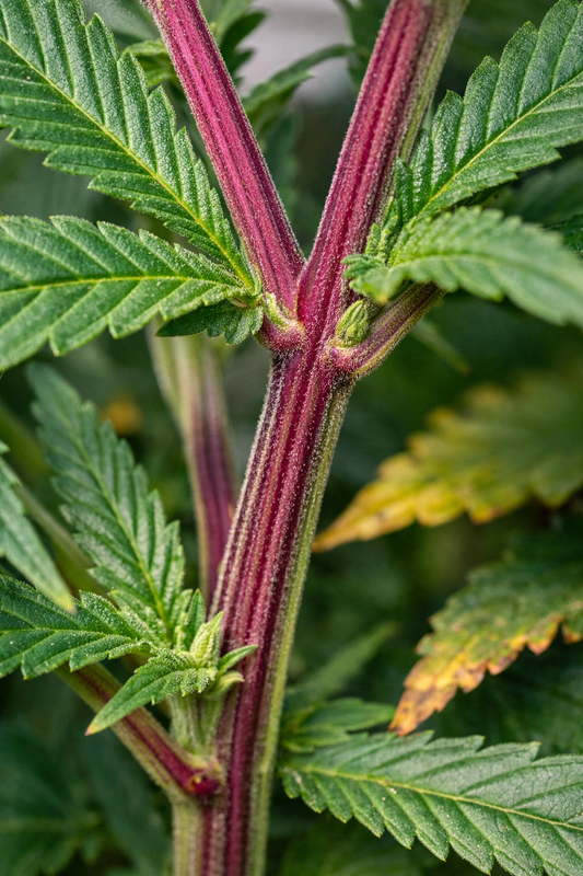 Rote Stiele bei Cannabis an einer Pflanze nah aufgenommen – typische Verfärbung der Blattstiele und Haupttriebe