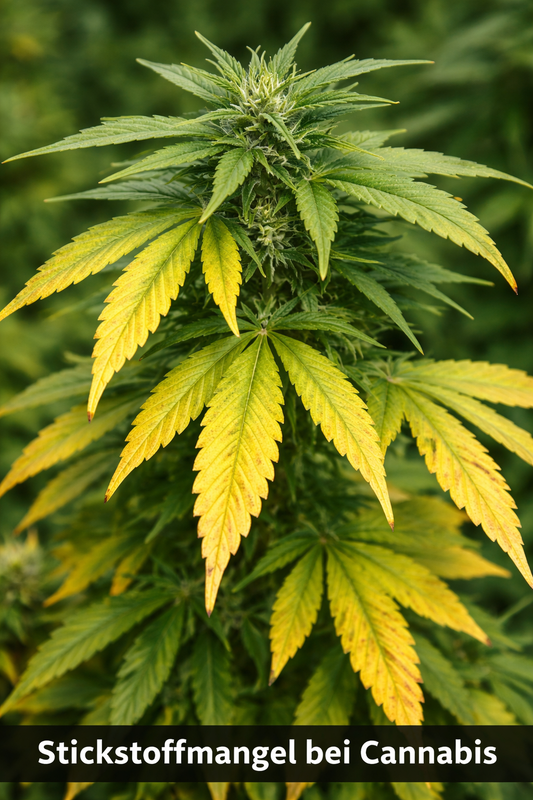 Stickstoffmangel bei Cannabis: gelbe untere Blätter als typisches Symptom