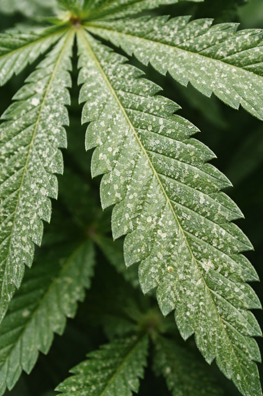 Cannabisblatt mit weißen Punkten oder Flecken