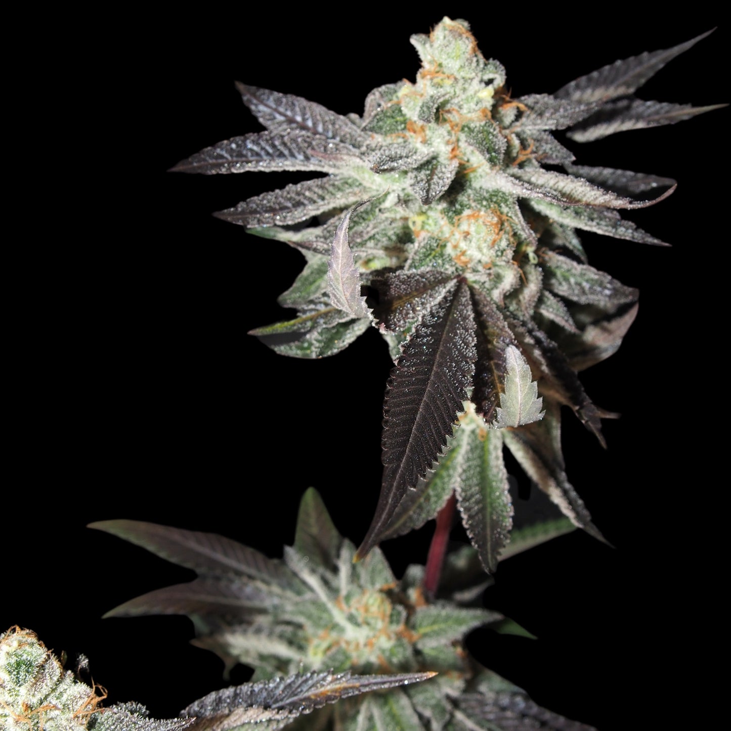 Jelly Lemonade Seeds