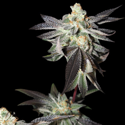 Jelly Lemonade Seeds