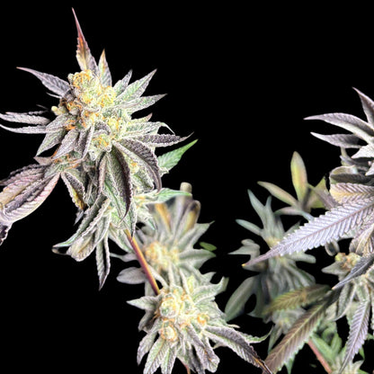 Jelly Lemonade Seeds