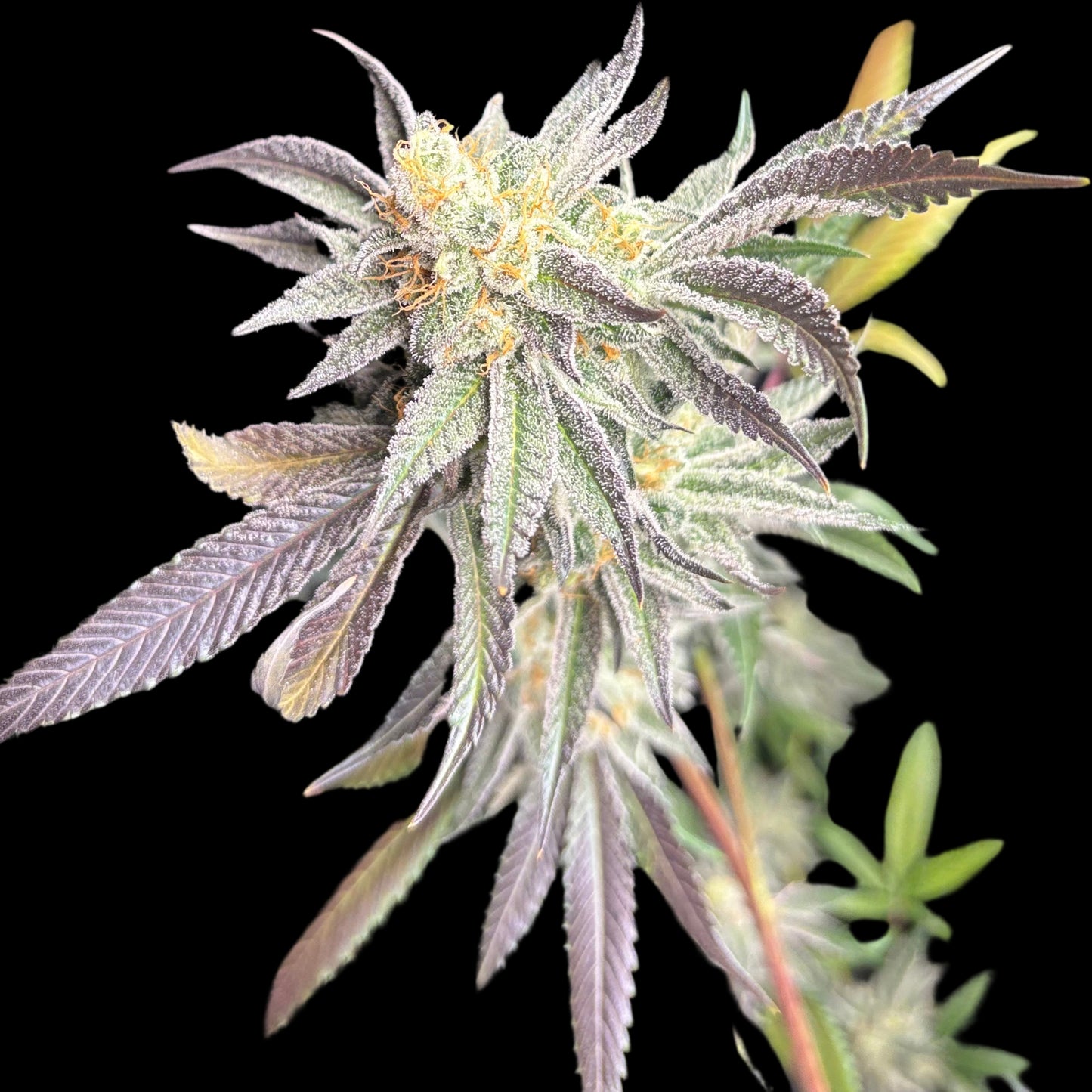 Jelly Lemonade Seeds