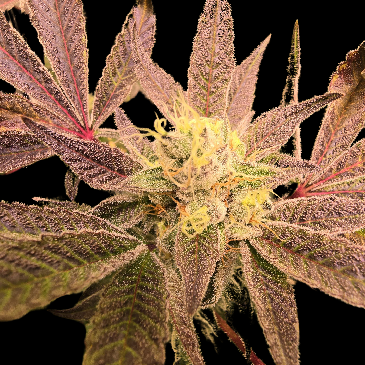 Red Lemonade Seeds - Feminisiert