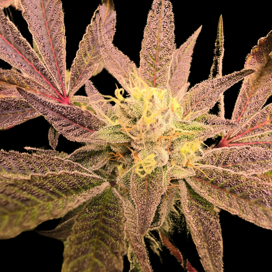 Red Lemonade Seeds - Feminisiert