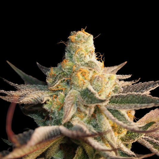 Jelly Lemonade Seeds