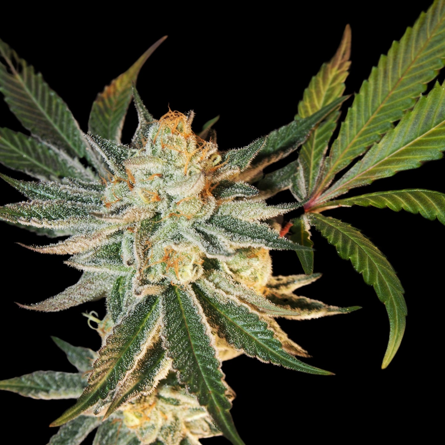 Jelly Lemonade Seeds