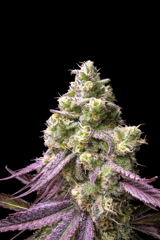 Tangie Lemonade S1 Seeds