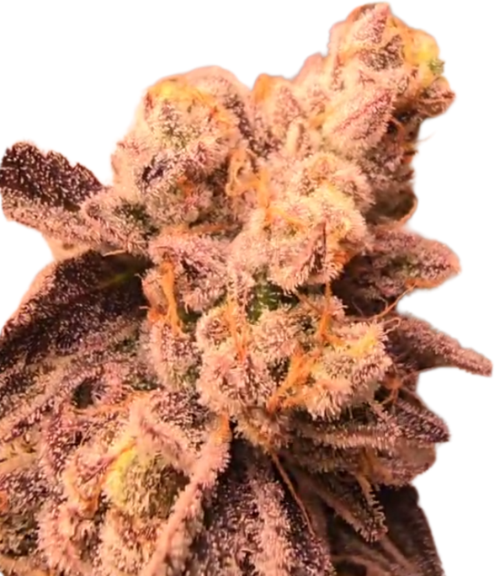 Red Lemonade Seeds - Feminisiert