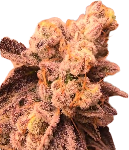 Red Lemonade Seeds - Feminisiert