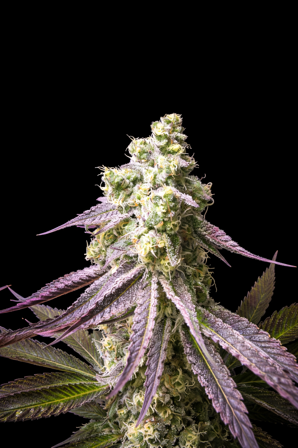Tangie Lemonade - Washer